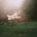 The Ultimate Guide to Dog Obedience Training in the UK: Strategies, Tips, and Common Mistakes