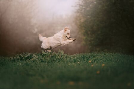 The Ultimate Guide to Dog Obedience Training in the UK: Strategies, Tips, and Common Mistakes