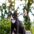 Understanding Feline Body Language: Decoding Your Cat’s Signals for UK Pet Owners