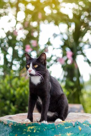 Understanding Feline Body Language: Decoding Your Cat’s Signals for UK Pet Owners