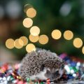 Legal Considerations for Owning Exotic Mammals like Hedgehogs and Sugar Gliders in Britain