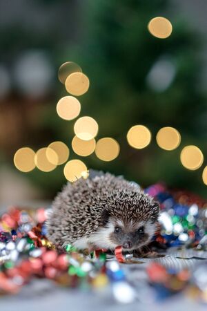 Legal Considerations for Owning Exotic Mammals like Hedgehogs and Sugar Gliders in Britain