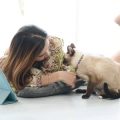 How to Socialise Your Ferret: Tips and Techniques for Friendly Ferrets in British Homes