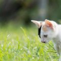 Choosing the Right Indoor and Outdoor Housing for Your Rabbit in Britain