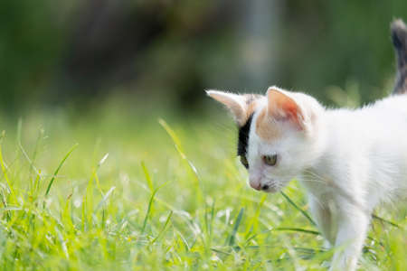 Choosing the Right Indoor and Outdoor Housing for Your Rabbit in Britain