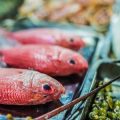 Top 10 Fish Foods for Healthy Aquariums: UK Brands and Recommendations