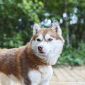 How to Create the Perfect Dog Exercise Routine for British Breeds