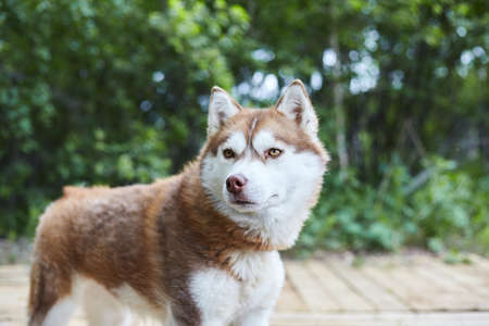 How to Create the Perfect Dog Exercise Routine for British Breeds