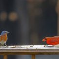 Understanding Common Bird Behaviours in UK Gardens: A Comprehensive Guide