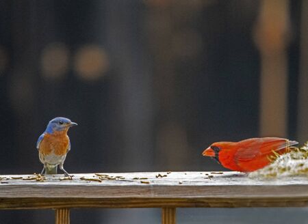 Understanding Common Bird Behaviours in UK Gardens: A Comprehensive Guide