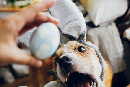 Allergies, Odours, and Litter Box Hygiene: Keeping Your British Home Fresh