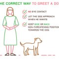 The Ultimate Guide to Cat Grooming for British Pet Owners: Techniques, Tools, and Traditions
