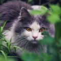 Understanding CITES and Its Impact on UK Exotic Pet Ownership