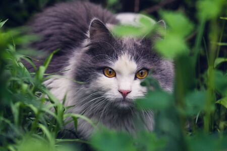 Understanding CITES and Its Impact on UK Exotic Pet Ownership