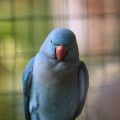 Best Bird Seed Mixes for Popular UK Pet Birds: Choosing Quality Food for Parrots, Canaries, and Budgies