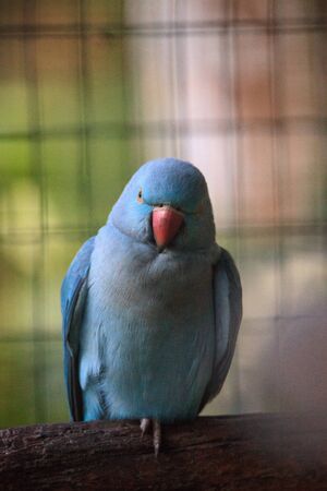 Best Bird Seed Mixes for Popular UK Pet Birds: Choosing Quality Food for Parrots, Canaries, and Budgies