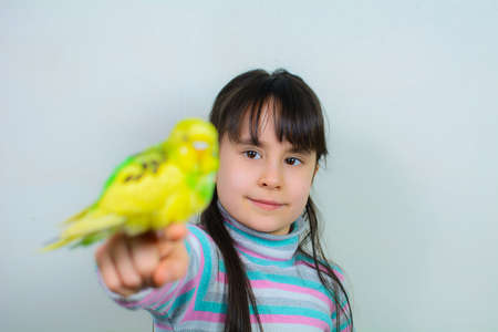 British Budgies: The All-Time Favourite Pet Bird in the UK