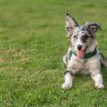 Why Rescue a Dog?: The Benefits of Dog Adoption in the UK