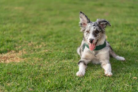 Why Rescue a Dog?: The Benefits of Dog Adoption in the UK