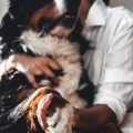 Understanding the Dangerous Wild Animals Act: Rules for Exotic Pet Owners