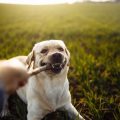 Community Views and Social Ethics Surrounding Exotic Pets in British Culture