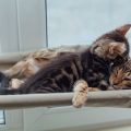 A Comprehensive Guide to Keeping Indoor Cats Happy and Healthy in the UK