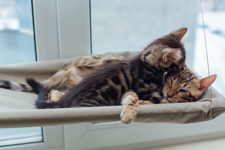 A Comprehensive Guide to Keeping Indoor Cats Happy and Healthy in the UK