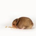 The Ultimate Diet for British Hamsters: Nutrition and Wellness Explained