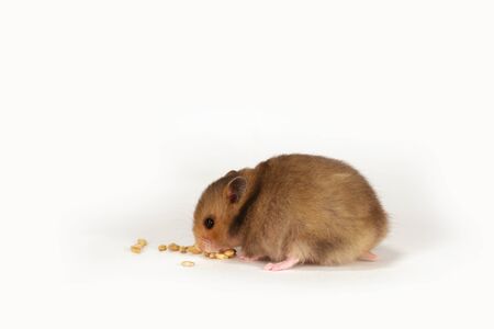 The Ultimate Diet for British Hamsters: Nutrition and Wellness Explained
