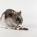 A Comprehensive Guide to Hamster Health: Preventing Common Diseases in the UK