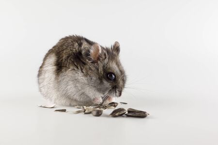 A Comprehensive Guide to Hamster Health: Preventing Common Diseases in the UK