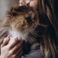 How Popular Cat Breeds in the UK Adapt to the British Climate and Living Spaces