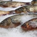 Bacterial Infections in Aquarium Fish: Causes, Cures, and Preventative Measures in the UK