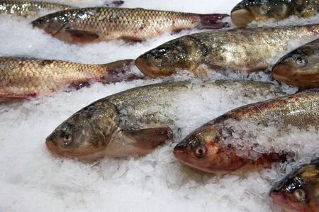 Bacterial Infections in Aquarium Fish: Causes, Cures, and Preventative Measures in the UK