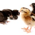 Essential Vaccinations and Parasite Control for Pet Birds in Britain