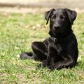 The Ultimate Guide to Dog Adoption in the UK: Everything You Need to Know