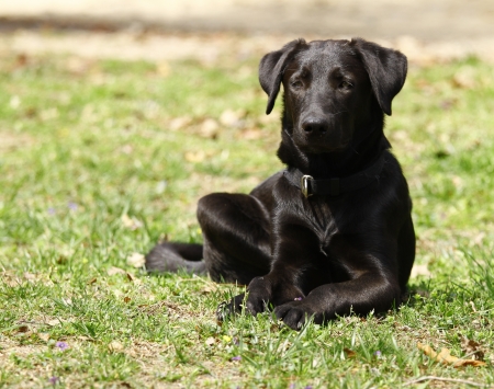 The Ultimate Guide to Dog Adoption in the UK: Everything You Need to Know