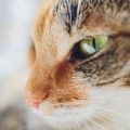 Why Do Cats Purr? The Science and Psychology Behind This Enchanting Behaviour