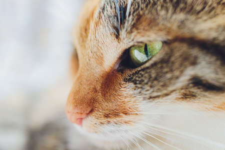 Why Do Cats Purr? The Science and Psychology Behind This Enchanting Behaviour