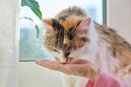 Comparing Indoor vs Outdoor Cats: Which Lifestyle is Best for Your UK Home?