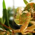Essential Care Tips for New UK Owners of Exotic Amphibians