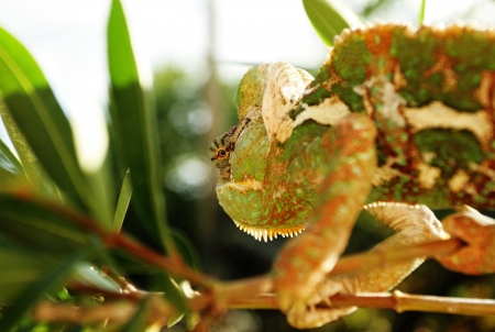 Essential Care Tips for New UK Owners of Exotic Amphibians