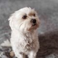 Pet Memorial Keepsakes: Personalised Tribute Ideas Popular in the UK