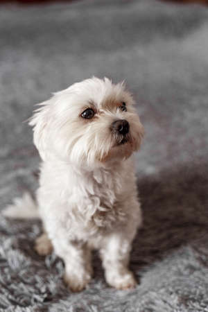 Pet Memorial Keepsakes: Personalised Tribute Ideas Popular in the UK