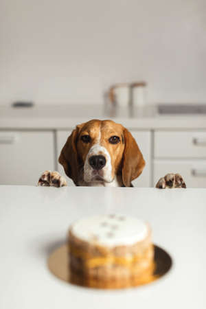 Homemade Dog Food Recipes: Nutritious Meals for British Dogs and How to Prepare Them