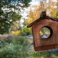 How to Create a Stimulating Environment for Pet Birds in UK Homes