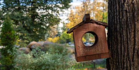 How to Create a Stimulating Environment for Pet Birds in UK Homes