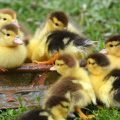 The Most Common Pet Birds Loved by UK Families