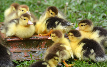 The Most Common Pet Birds Loved by UK Families