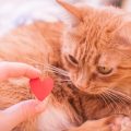 21 Thoughtful Pet Memorial Ideas to Honour Your Beloved Companion in the UK